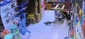 Sansar markete girdi