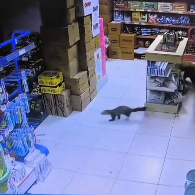 Sansar markete girdi