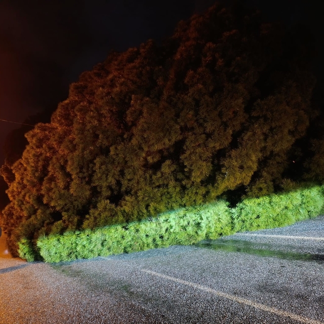 Yağış çam ağacını devirdi, ekipler çalışma başlattı