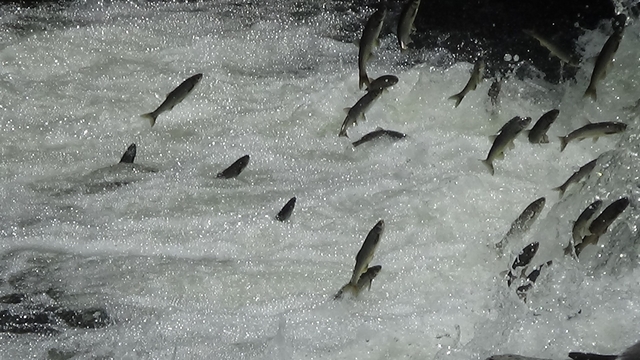 İnci kefalleri Van İl Jandarma Komutanlığı'na emanet