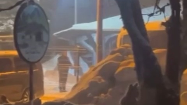 Uludağ'da kış uykusundan uyanan ayı ailesi yemek için Sarıalan'a indi - Bursa Haberleri