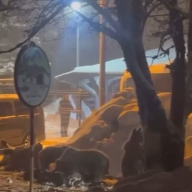 Uludağ'da kış uykusundan uyanan ayı ailesi yemek için Sarıalan'a indi