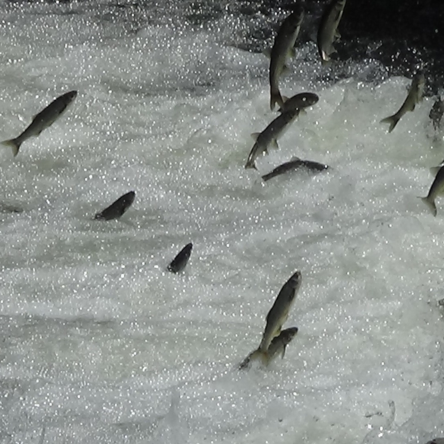 İnci kefalleri Van İl Jandarma Komutanlığı'na emanet