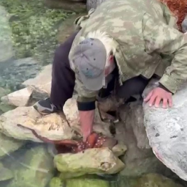 Görenler gözlerine inanamadı: Kayalıktaki dev ahtapotu elleriyle avladı