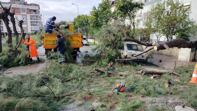 Üzerine ağaç devrilen park halindeki araç zarar gördü