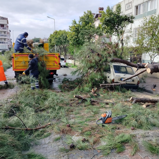 Üzerine ağaç devrilen park halindeki araç zarar gördü