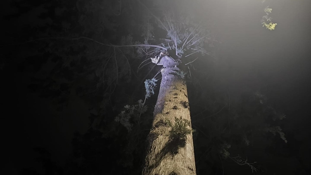 İskenderun'da ağaçta mahsur kalan kediyi itfaiye kurtardı