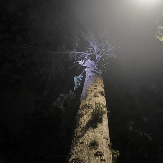İskenderun'da ağaçta mahsur kalan kediyi itfaiye kurtardı