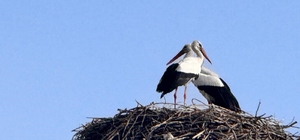 Baharın habercisi leylekler Ardahan'a ulaştı
