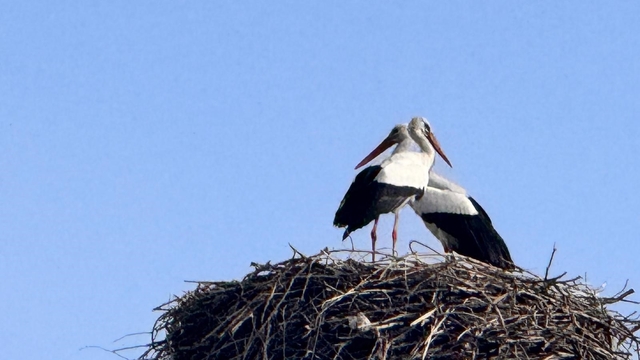 Baharın habercisi leylekler Ardahan'a ulaştı