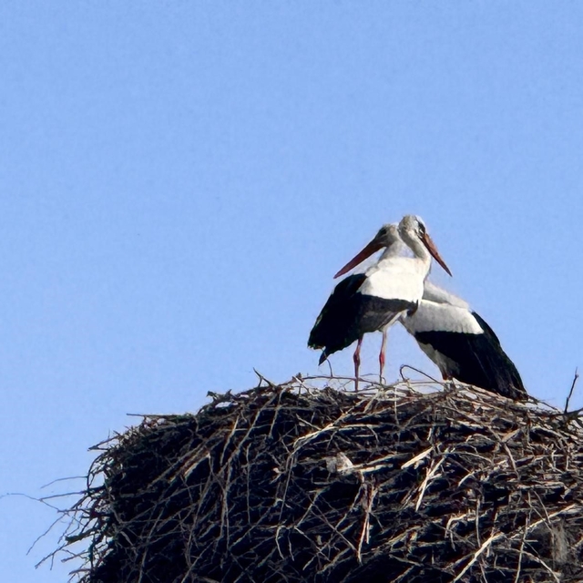 Baharın habercisi leylekler Ardahan'a ulaştı