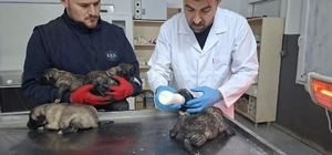 Kilis'te 6 köpek yavrusu yangından kurtarıldı