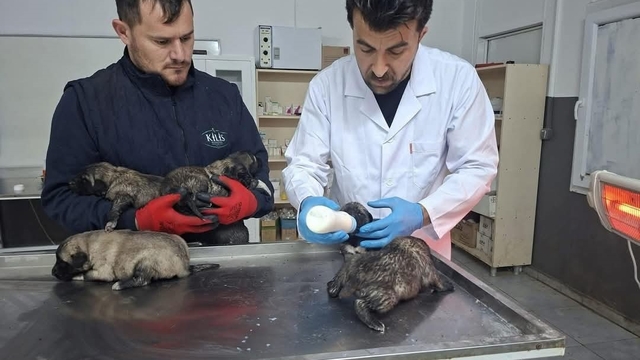 Kilis'te 6 köpek yavrusu yangından kurtarıldı