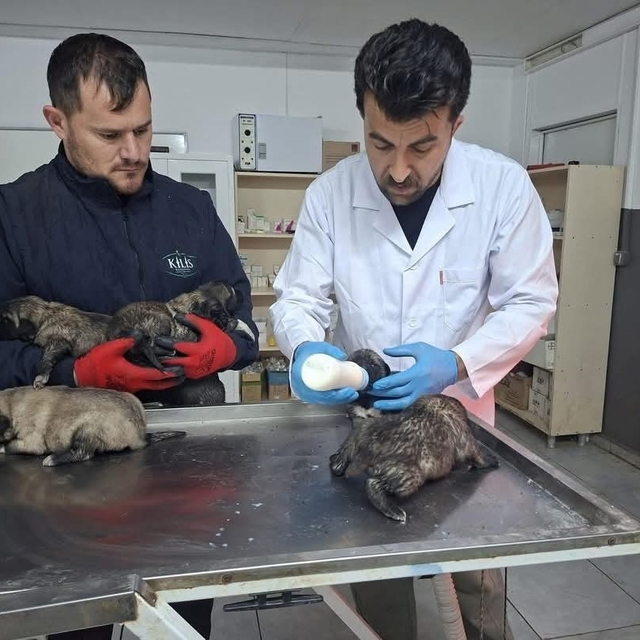 Kilis'te 6 köpek yavrusu yangından kurtarıldı