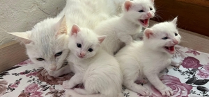 2026 yılının ilk Van kedisi yavruları doğdu Van Kedi Villası'nda doğum heyecanı: 8 kedinin 20 yavrusu oldu