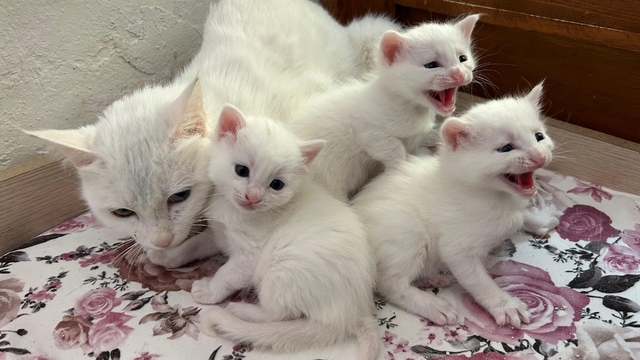 2026 yılının ilk Van kedisi yavruları doğdu
Van Kedi Villası'nda doğum heyecanı: 8 kedinin 20 yavrusu oldu