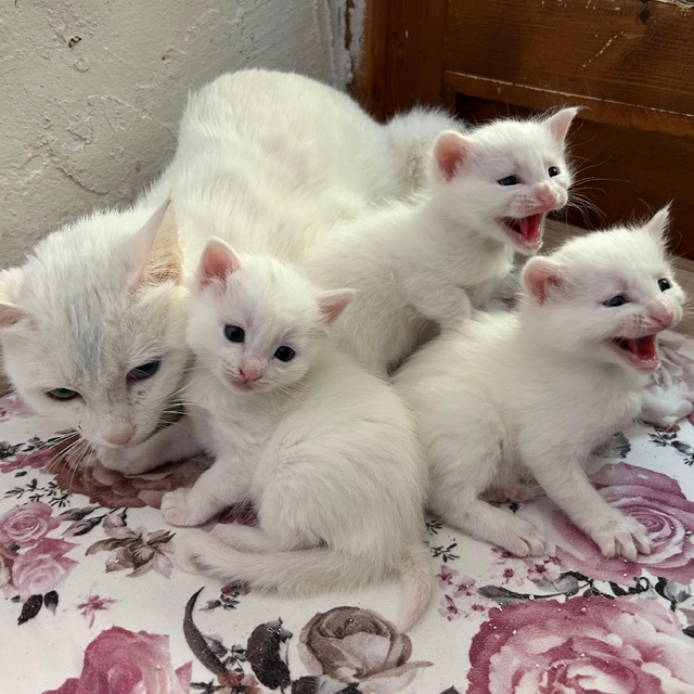 2026 yılının ilk Van kedisi yavruları doğdu
Van Kedi Villası'nda doğum heye...