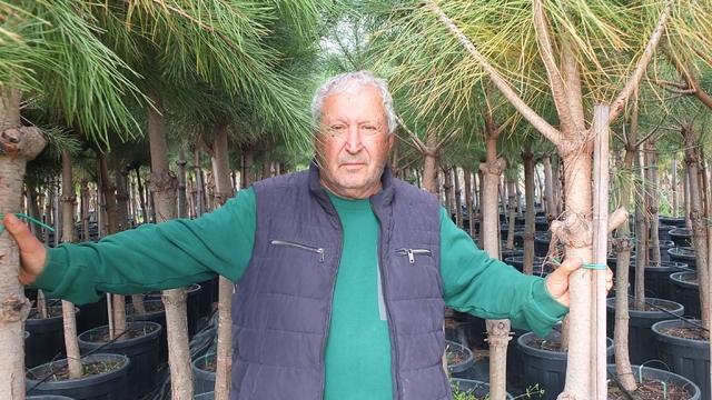 Burhaniye'de emekli banka müdürü, fıstık çamı yetiştiricisi oldu