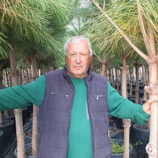 Burhaniye'de emekli banka müdürü, fıstık çamı yetiştiricisi oldu