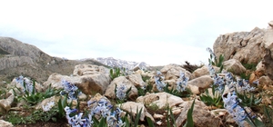 Kar altından çıkan kaya sümbülü görsel şölen sunuyor