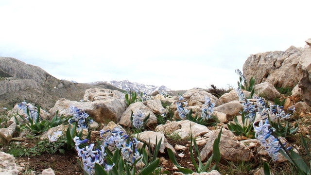 Kar altından çıkan kaya sümbülü görsel şölen sunuyor