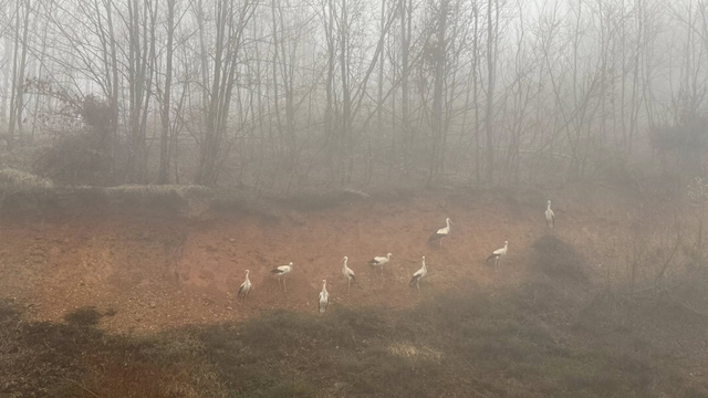 Göç yolundaki leylekler, yoğun sis nedeniyle Kırklareli'nde kara yolu kenarına indi