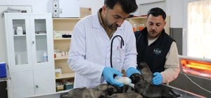 Yangında kurtarılan 6 yavru köpek tedaviye alındı