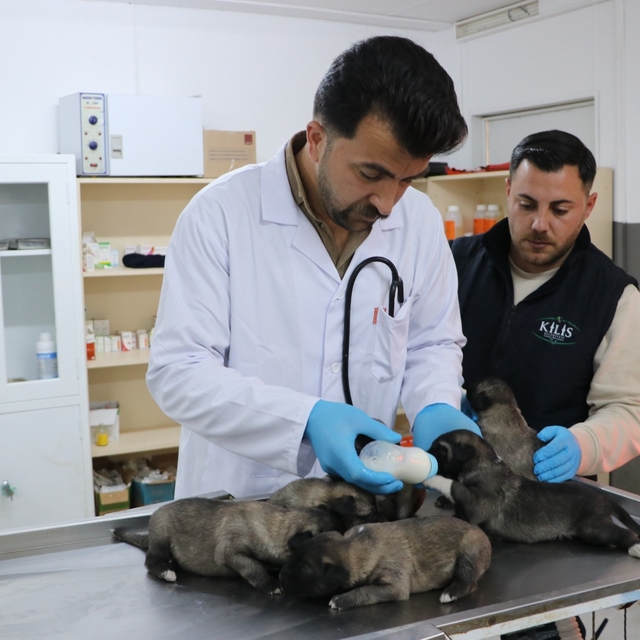 Yangında kurtarılan 6 yavru köpek tedaviye alındı