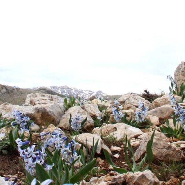 Kar altından çıkan kaya sümbülü görsel şölen sunuyor