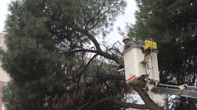Efeler'de yağışlara dayanamayan 2 ağaç yan yattı
Ağaçlar yıkılmadan belediye ekipleri müdahale etti