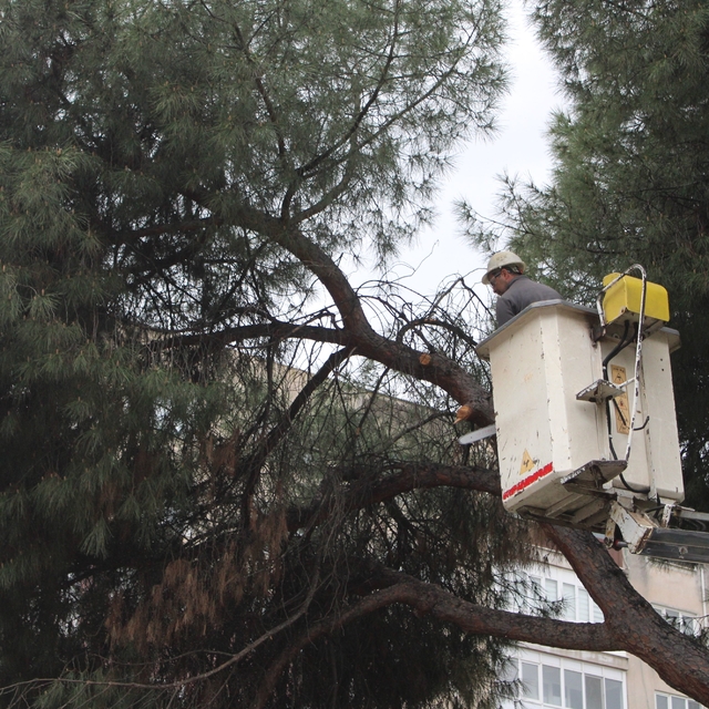 Efeler'de yağışlara dayanamayan 2 ağaç yan yattı
Ağaçlar yıkılmadan belediy...