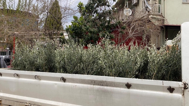 Sarıgöl'de Trilye zeytin fidanına yoğun ilgi