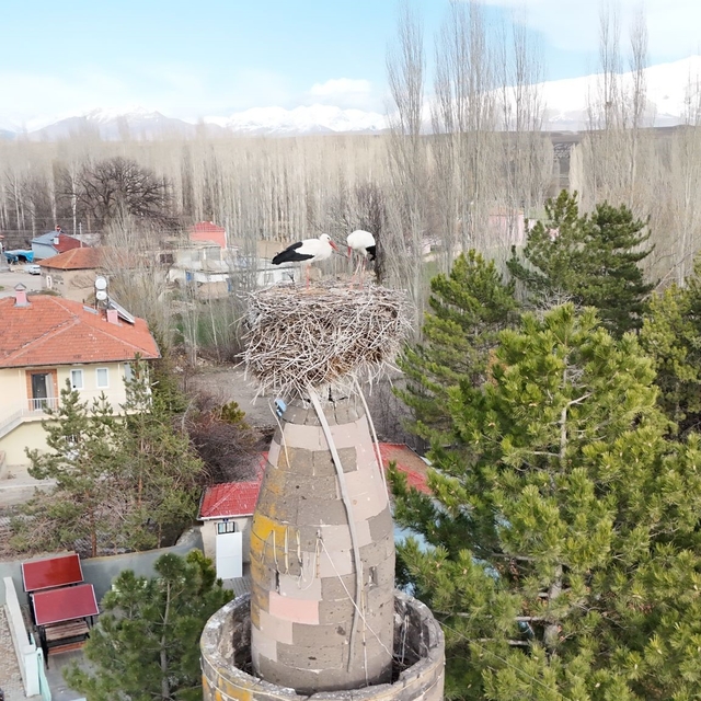 Şıhbarak mahallesinde baharın müjdecisi leylekler yuvalarına döndü
