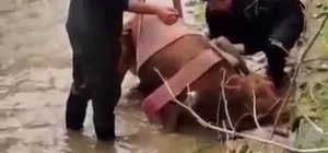 Sulama kanalına düşen ineği itfaiye kurtardı