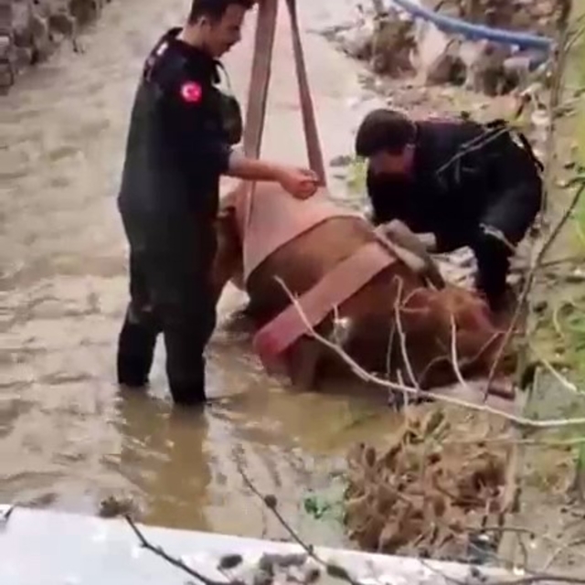 Sulama kanalına düşen ineği itfaiye kurtardı