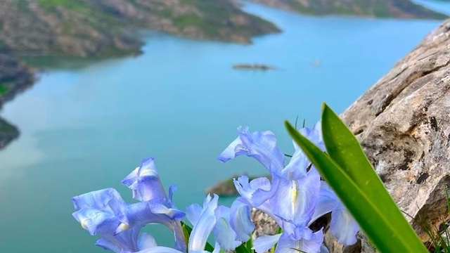 Ayı Nevruzu Gerger kayalıklarını renklendirdi