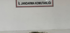 Diyarbakır’da 23 kilo esrar ele geçirildi