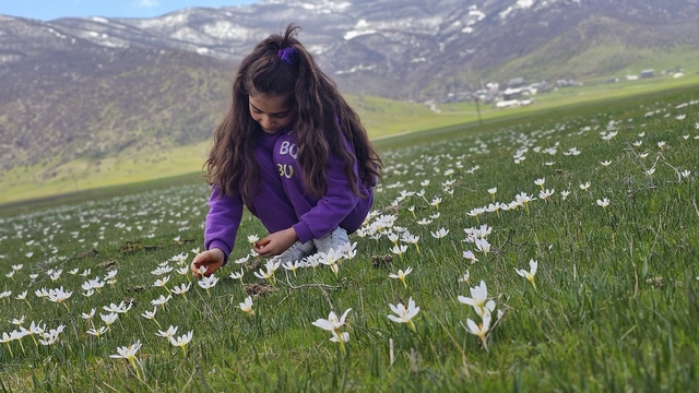 Muş Ovası çiğdemlerle renklendi