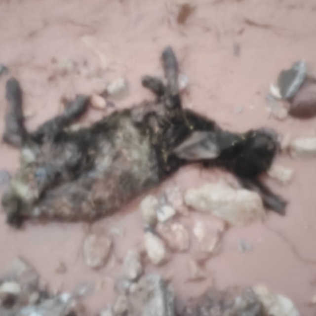 Şırnak'ta sel göçerleri vurdu: Hayvanlar telef oldu, çadırlar sular altında...