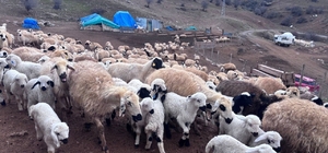 Erzincan’da baharın gelişiyle koyun-kuzu buluşmaları renkli görüntüler sundu