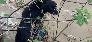 Dereye düşen köpek zorlu operasyonla kurtarıldı