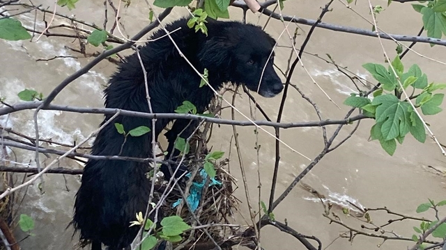 Dereye düşen köpek zorlu operasyonla kurtarıldı