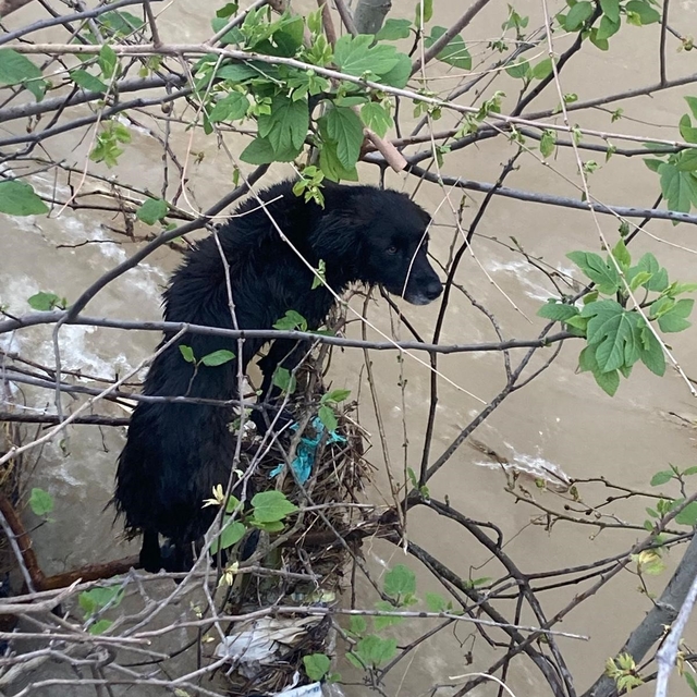 Dereye düşen köpek zorlu operasyonla kurtarıldı