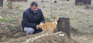 Muş’ta 9 gün önce öldürülen adamın kedileri mezarının başından ayrılmıyor