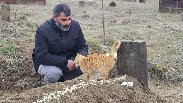 Muş'ta 9 gün önce öldürülen adamın kedileri mezarının başından ayrılmıyor