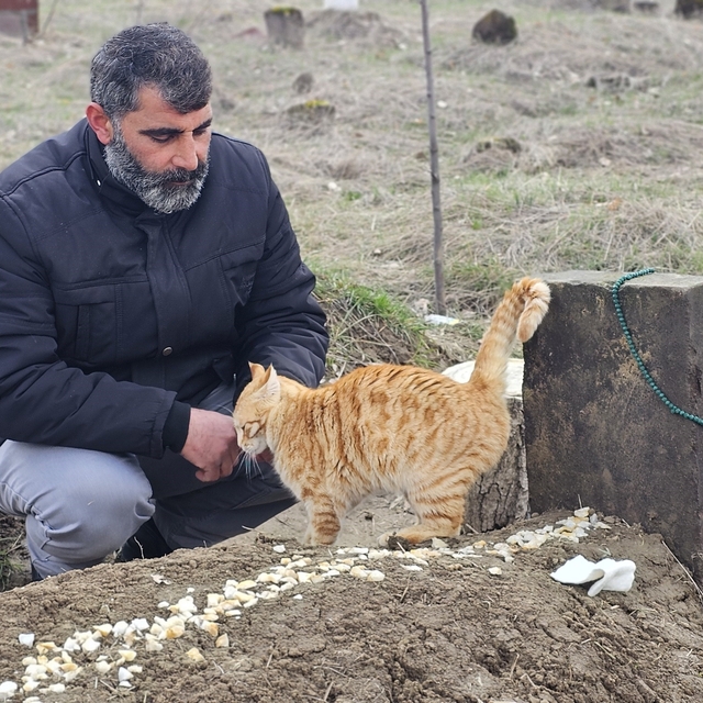 Muş'ta 9 gün önce öldürülen adamın kedileri mezarının başından ayrılmıyor