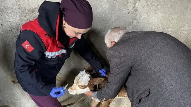 Zoonoz hastalıklarına karşı aşılama çalışmaları sürüyor