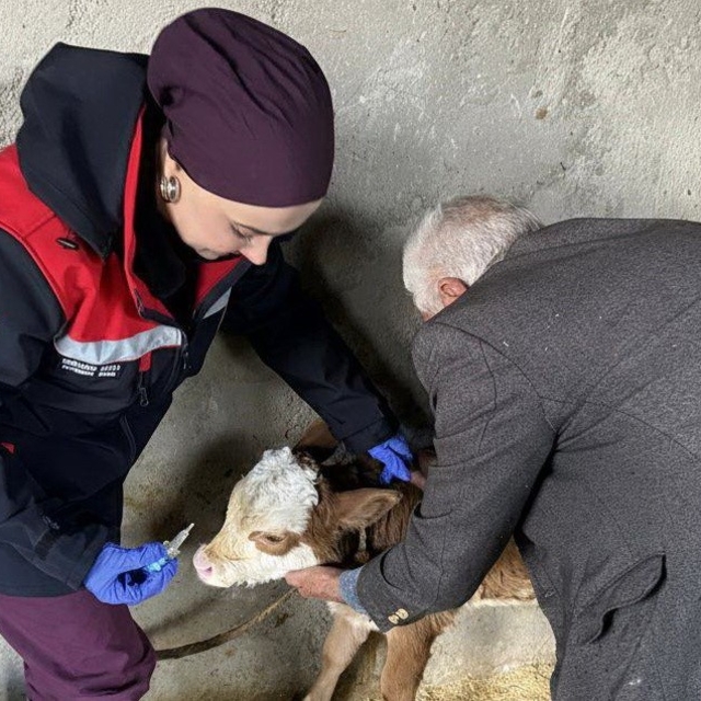 Zoonoz hastalıklarına karşı aşılama çalışmaları sürüyor