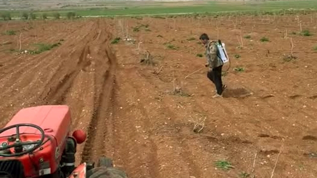 Araban'da Antep fıstığı tarlalarında yabancı otlarla ilaçlı mücadele
