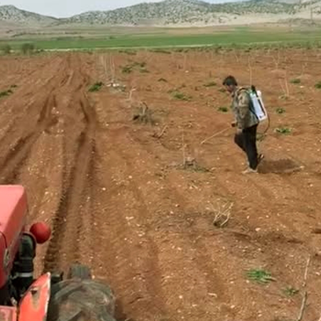 Araban'da Antep fıstığı tarlalarında yabancı otlarla ilaçlı mücadele